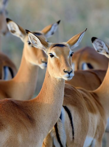 thomson-s-gazelle-on-savanna-in-africa-2025-03-26-12-53-44-utc (1)